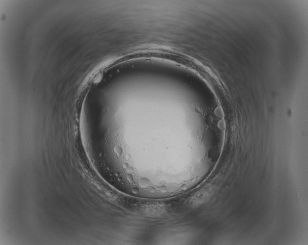 X0000086331363200703301219