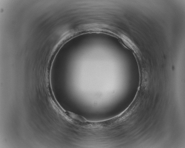 X0000086331384200703301219