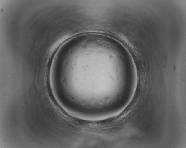 X0000086331463200703301217