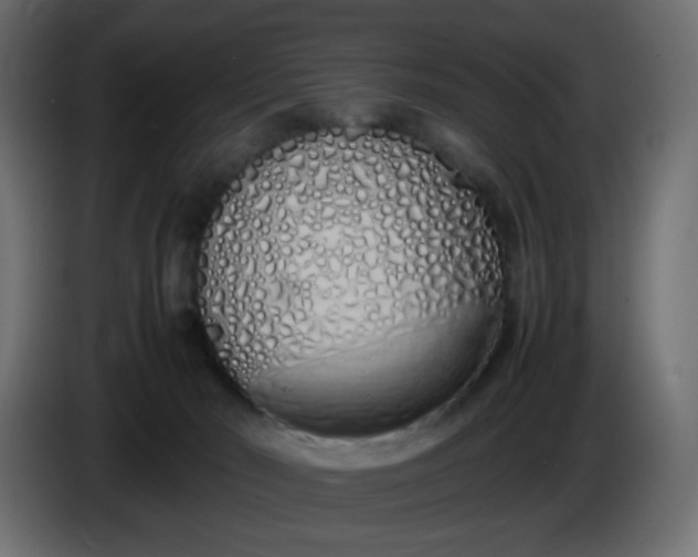 X0000086330030200704131731