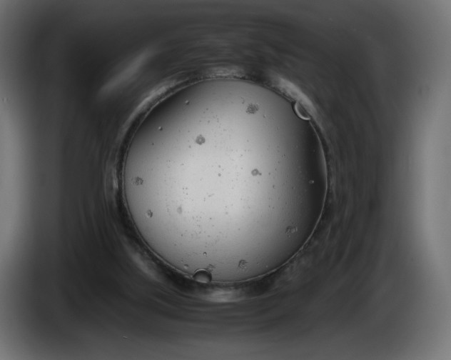 X0000086330059200704131730