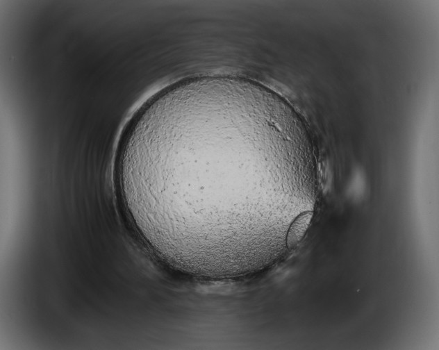 X0000086330196200704131729