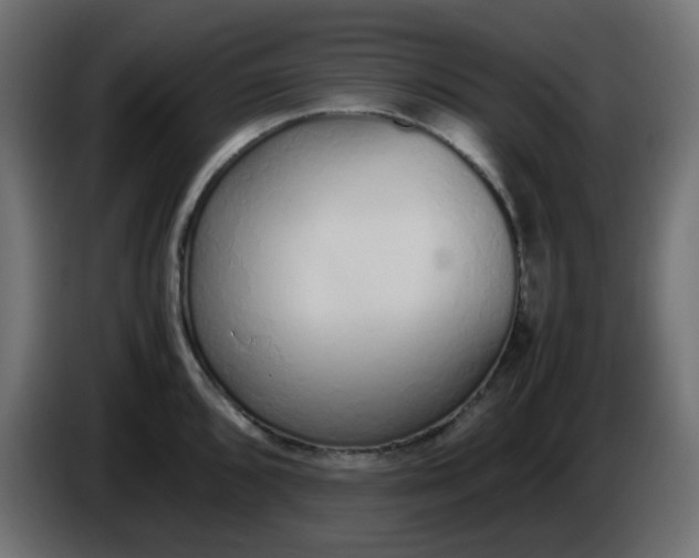 X0000086331096200704131713