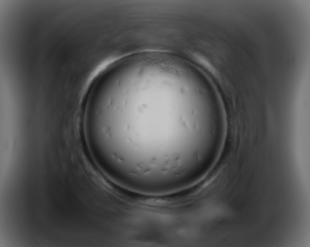 X0000086331463200704131706