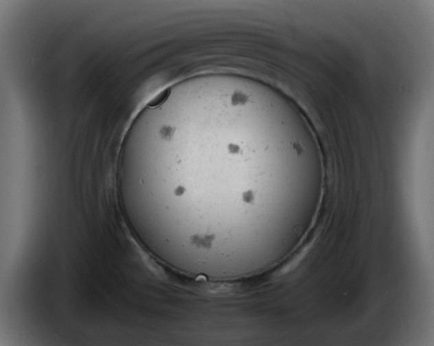 X0000086331529200704131706