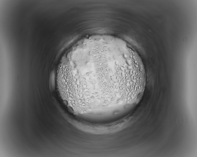 X0000086330014200704202050