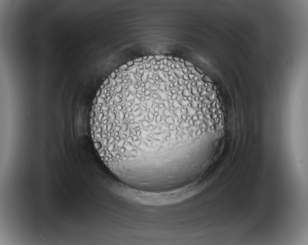 X0000086330030200704202050