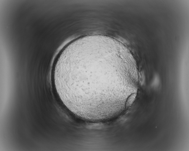 X0000086330196200704202048