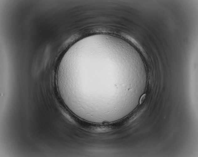 X0000086330445200704202045