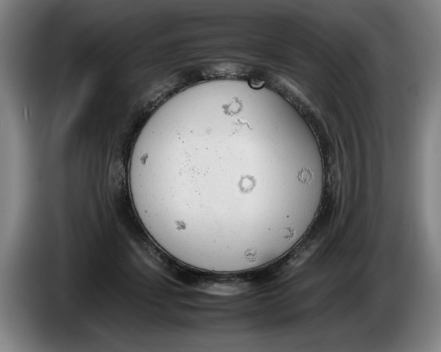 X0000086330459200704202045