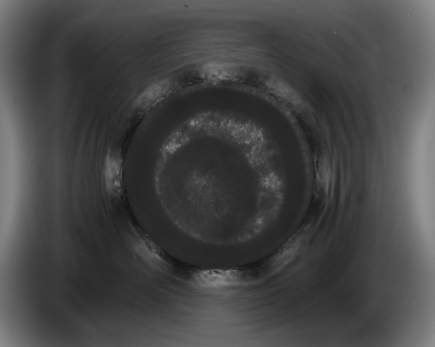 X0000086330526200704202044