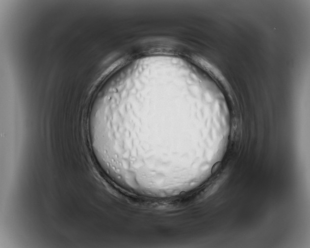 X0000086330529200704202043