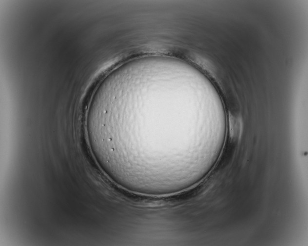 X0000086330675200704202042