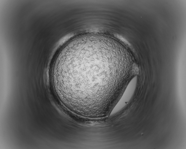 X0000086330678200704202042