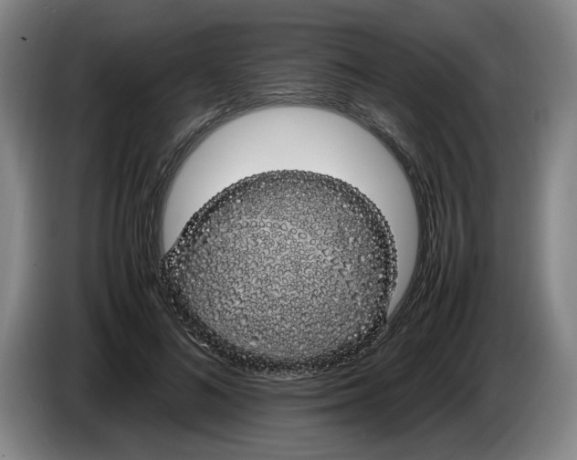 X0000086330692200704202042