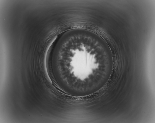 X0000086330696200704202042