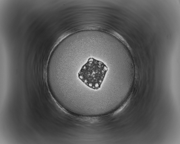 X0000086330802200704202040