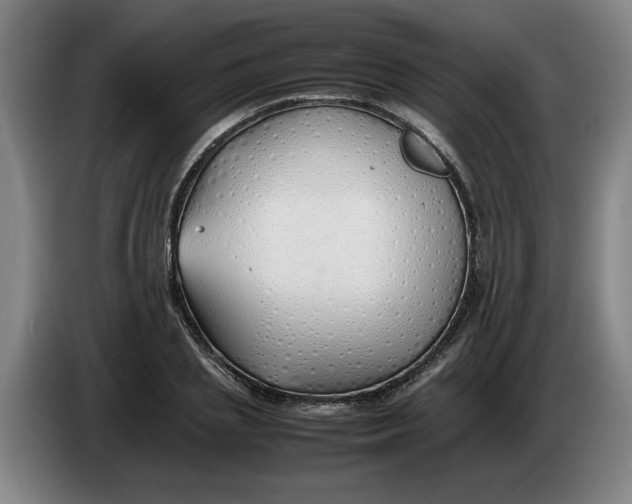 X0000086330837200704202040