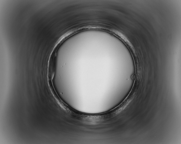 X0000086330845200704202040