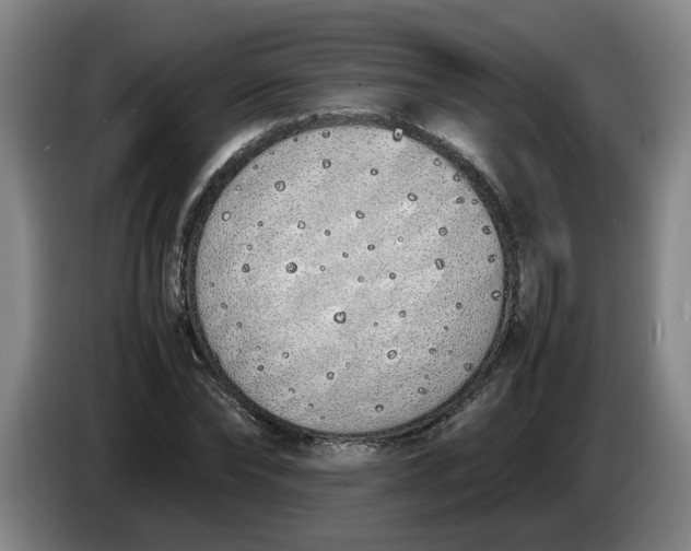 X0000086330878200704202039