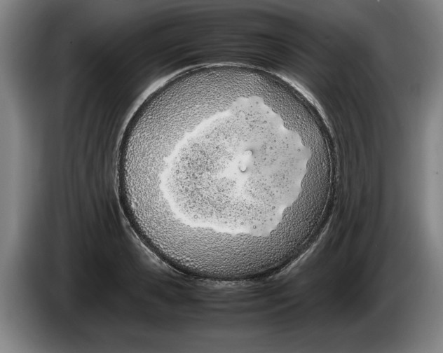 X0000086330941200704202039