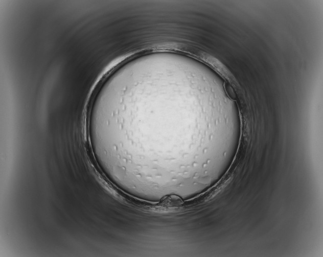 X0000086331036200704202037