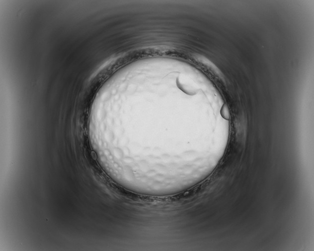 X0000086331064200704202037