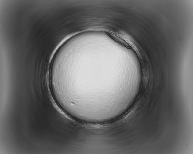 X0000086331100200704202036