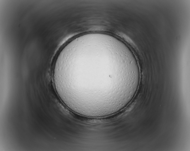 X0000086331212200704202035