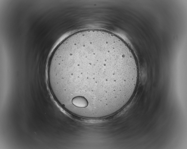 X0000086331294200704202034