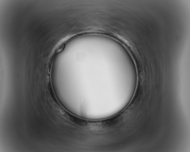 X0000086331363200704202033