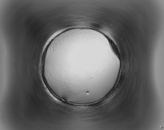 X0000086331387200704202033