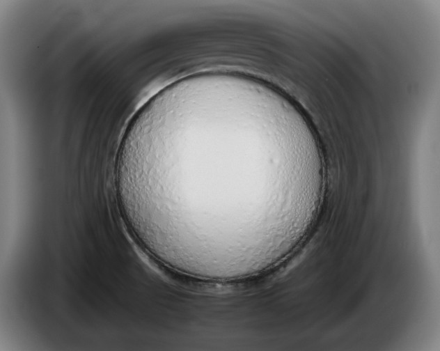 X0000086331521200704202031