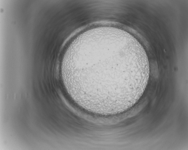 X0000086330016200704271953