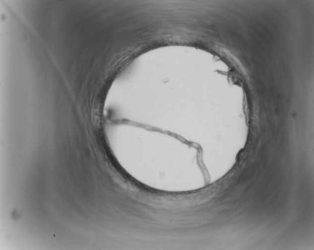 X0000086330017200704271953