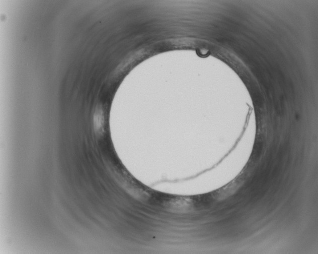 X0000086330124200704271952