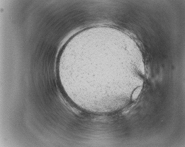 X0000086330196200704271951