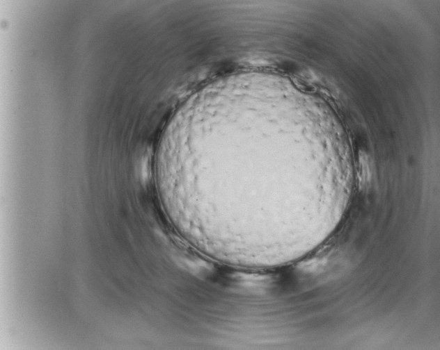 X0000086330272200704271950