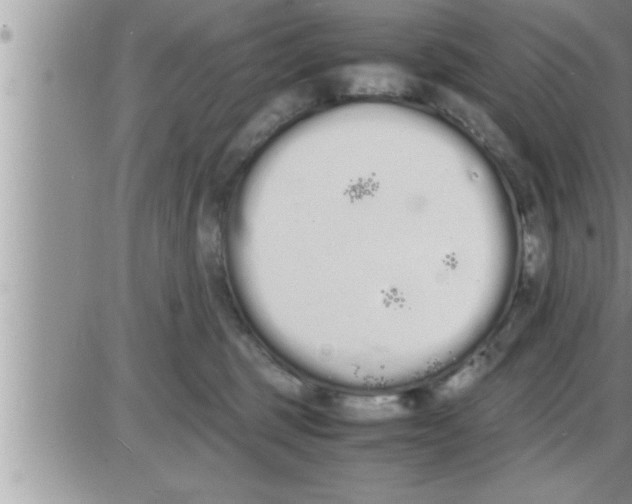 X0000086330375200704271948