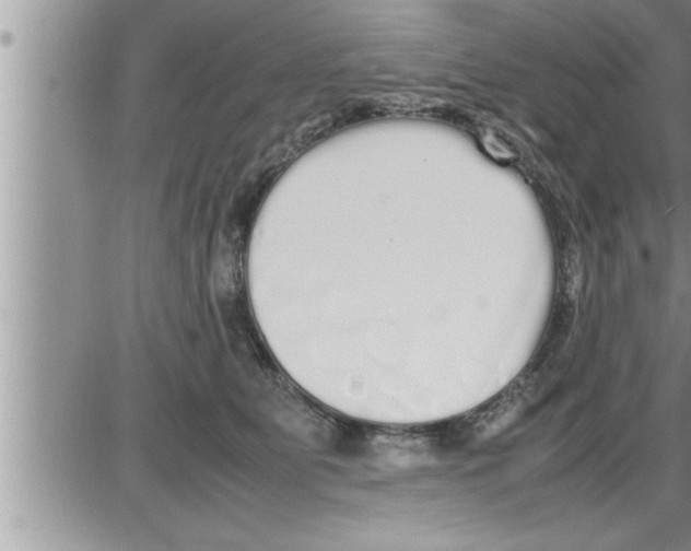 X0000086330515200704271945