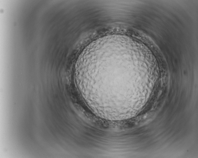 X0000086330568200704271945