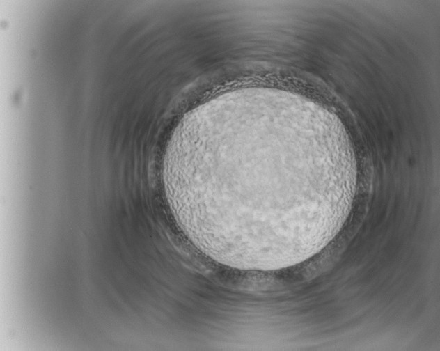 X0000086330716200704271942