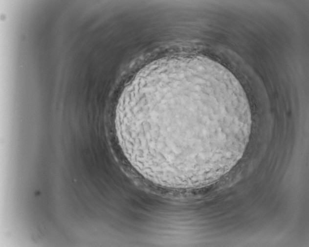 X0000086330720200704271942