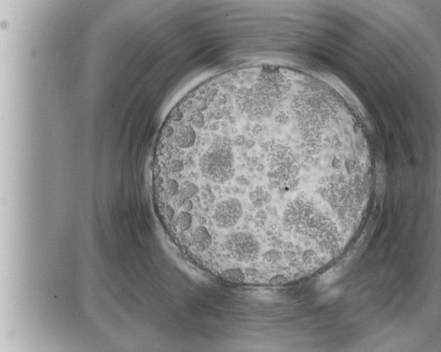 X0000086330814200704271940