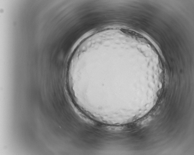 X0000086330861200704271940