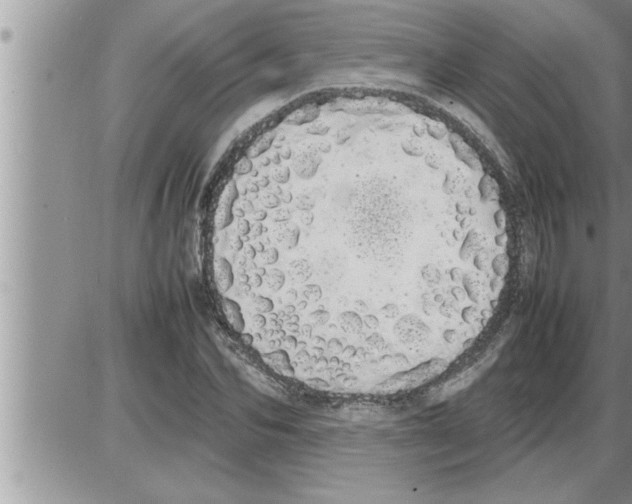 X0000086330974200704271938