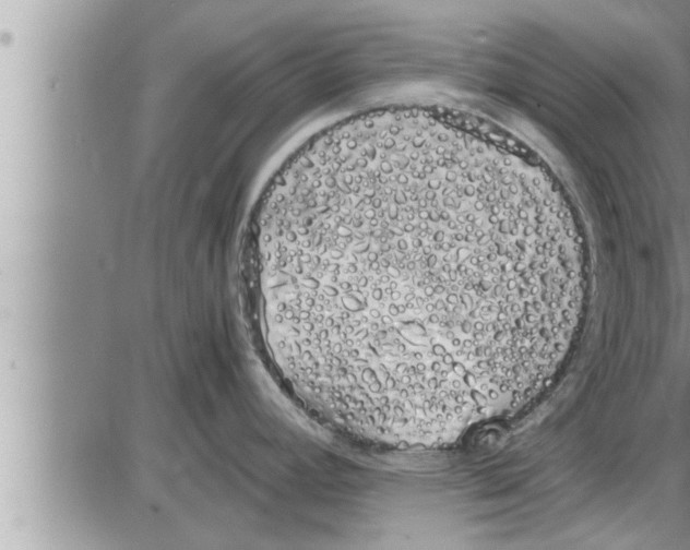 X0000086331392200704271931