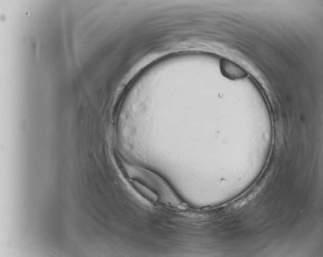 X0000086331525200704271929