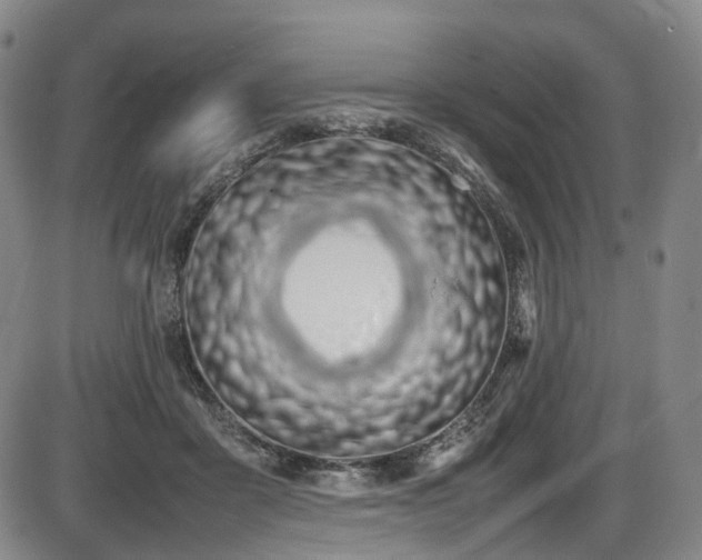 X0000086340411200703301301