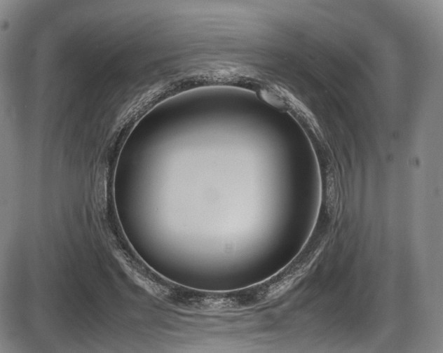 X0000086340493200703301259
